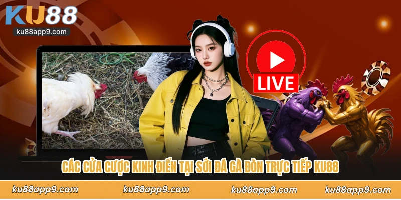 Đá Gà Đòn Trực Tiếp Ku88 - Đấu Trường Sinh Tử Của Chiến Kê 3 Các Cửa Cược Kinh Điển Tại Sới Đá Gà Đòn Trực Tiếp Ku88